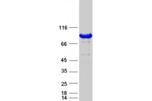 OSBP Protein (Myc-DYKDDDDK Tag)