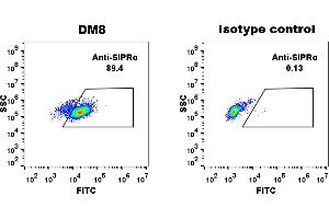 THP-1 cell line were surface stained with Rabbit anti-SIRPα monoclonal antibody 1 μg/mL (clone: DM8) and Rabbit IgG isotype control antibody followed by Alexa 488-conjugated anti-rabbit IgG secondary antibody. (SIRPA antibody  (AA 31-370))