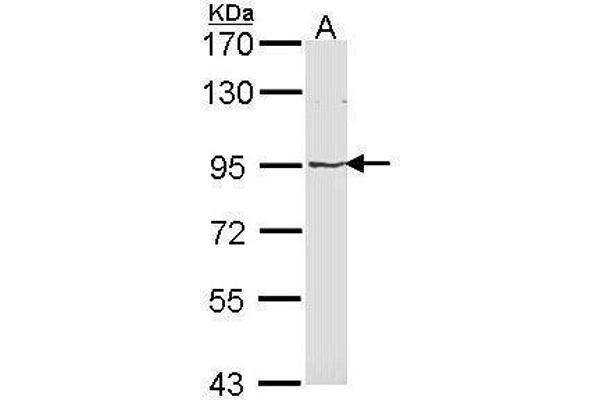 MVP antibody