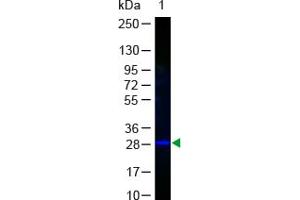 Image no. 1 for anti-Green Fluorescent Protein (GFP) antibody (FITC) (ABIN1101743) (GFP antibody  (FITC))