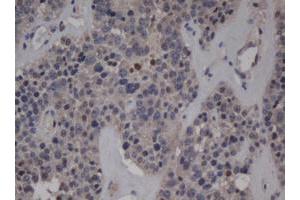 Image no. 1 for anti-Jun Proto-Oncogene (JUN) antibody (ABIN1498939) (C-JUN antibody)