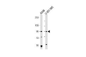 All lanes : Anti-B Antibody at 1:2000 dilution Lane 1: A549 whole cell lysate Lane 2: U-251 MG whole cell lysate Lysates/proteins at 20 μg per lane. (BMP1 antibody)