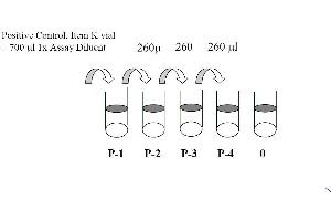 This picture shows the preparation of the positive control. (STAT1 ELISA Kit)