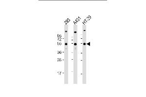 All lanes : Anti-TP53 Antibody (C-term) at 1:2000 dilution Lane 1: 293 whole cell lysate Lane 2: A431 whole cell lysate Lane 3: HT-29 whole cell lysate Lysates/proteins at 20 μg per lane. (p53 antibody  (C-Term))