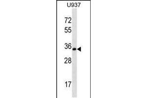 Western blot analysis in U-937 cell line lysates (35ug/lane). (Syntaxin 12 antibody  (C-Term))