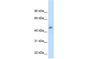 CYP3A7 antibody used at 2. (CYP3A7 antibody  (Middle Region))