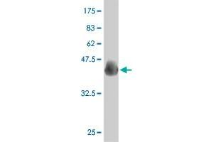 Western Blot detection against Immunogen (37. (PAX7 抗体  (AA 411-520))