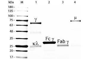 SDS-PAGE of Chicken IgG Whole Molecule Fluorescein Conjugated . (Chicken IgG isotype control (FITC))