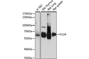 Western blot analysis of extracts of various cell lines, using PLD4 antibody (ABIN7269353) at 1:1000 dilution. (Phospholipase D4 antibody  (AA 52-200))