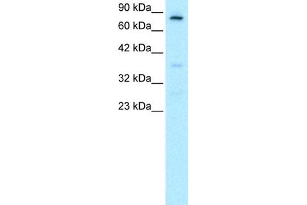 FOXE3 antibody  (C-Term)