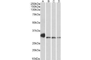 Western Blotting (WB) image for anti-NEK7 (NEK7) (AA 274-286) antibody (ABIN5925875) (NEK7 antibody  (AA 274-286))