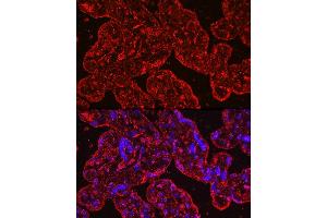 Immunofluorescence analysis of human placenta cells using PROK1 Rabbit mAb (ABIN7269546) at dilution of 1:100 (40x lens). (Prokineticin 1 antibody)