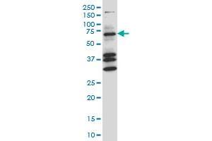 COIL monoclonal antibody (M05A), clone 4B8 Western Blot analysis of COIL expression in NIH/3T3 . (Coilin antibody  (AA 477-575))