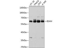 Western blot analysis of extracts of various cell lines, using ESAM antibody  at 1:1000 dilution. (ESAM antibody  (AA 30-248))