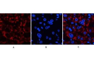 Immunofluorescence analysis of human liver tissue. (JAG1 antibody  (Internal Region))