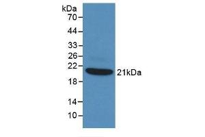 Detection of Recombinant TNFa, Rabbit using Monoclonal Antibody to Tumor Necrosis Factor Alpha (TNFa) (TNF alpha antibody  (AA 80-235))
