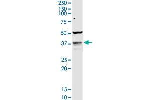 COQ3 MaxPab rabbit polyclonal antibody. (COQ3 antibody  (AA 1-369))