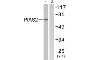 Western Blotting (WB) image for anti-Protein Inhibitor of Activated STAT, 2 (PIAS2) (N-Term) antibody (ABIN1848835) (PIAS2 antibody  (N-Term))