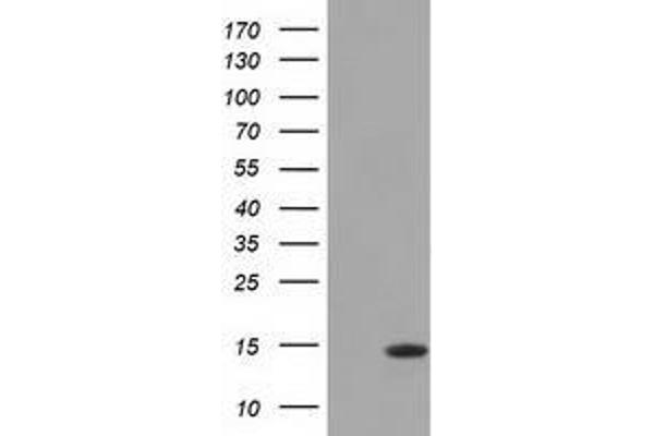 CISD1 antibody