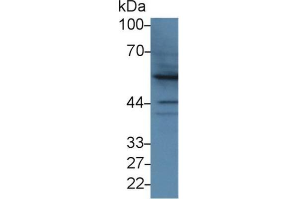 BMP2 antibody  (AA 24-395)