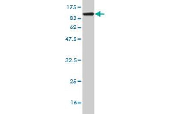 ZNF394 antibody  (AA 1-561)