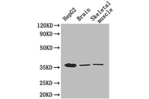 Western Blotting (WB) image for anti-Glyceraldehyde-3-Phosphate Dehydrogenase (GAPDH) (AA 3-105) antibody (ABIN4219318) (GAPDH antibody  (AA 3-105))
