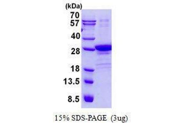 POLR2E Protein