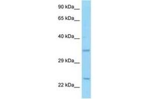 Image no. 1 for anti-CD69 (CD69) (AA 98-147) antibody (ABIN6748242) (CD69 antibody  (AA 98-147))