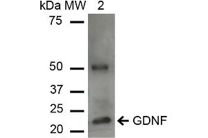 Western blot analysis of Human HeLa cell lysates showing detection of ~23. (GDNF antibody  (Biotin))