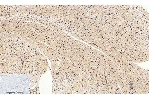 Immunohistochemical analysis of paraffin-embedded mouse heart tissue. (CREB1 antibody  (pSer133))