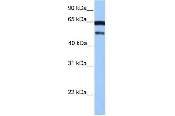 ZSCAN5B antibody  (C-Term)