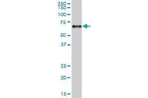 CPM MaxPab polyclonal antibody. (CPM antibody  (AA 1-443))