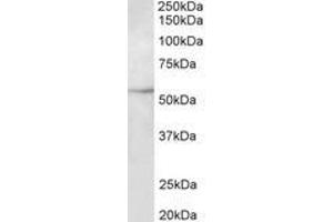 Image no. 1 for anti-Tubulin, beta 3 (TUBB3) (AA 31-41) antibody (ABIN1104874) (TUBB3 antibody  (AA 31-41))