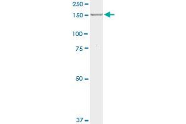 Myeloperoxidase antibody  (AA 646-745)