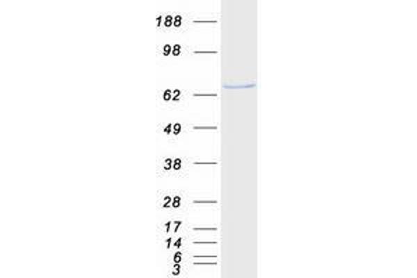 USP39 Protein (Myc-DYKDDDDK Tag)