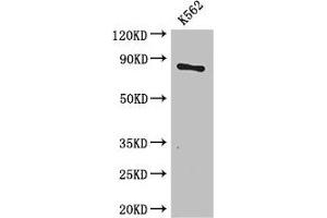 Western Blot Positive WB detected in: K562 whole cell lysate All lanes: CPT1B antibody at 3. (CPT1B antibody  (AA 165-318))