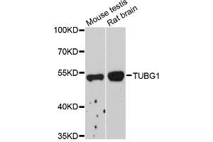 Western blot analysis of extracts of various cell lines, using TUBG1 antibody (ABIN5975406) at 1/1000 dilution. (TUBG1 antibody)