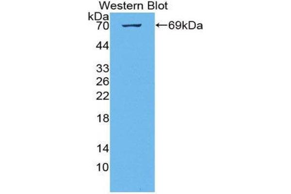 KIAA1524 antibody  (AA 230-560)