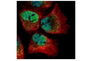 ICC/IF Image Confocal immunofluorescence analysis (Olympus FV10i) of paraformaldehyde-fixed A431, using CLOCK, antibody (Green) at 1:500 dilution. (CLOCK antibody  (C-Term))