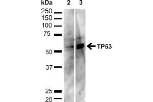Western blot analysis of Human HeLa and HEK293T cell lysates showing detection of ~43. (p53 antibody  (C-Term) (PE))