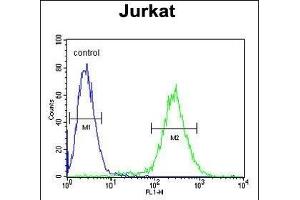 NOL9 Antibody (C-term) (ABIN1881582 and ABIN2843122) flow cytometric analysis of Jurkat cells (right histogram) compared to a negative control cell (left histogram). (NOL9 antibody  (C-Term))