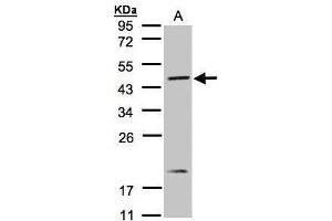 Western Blotting (WB) image for anti-Sphingosine-1-Phosphate Receptor 1 (S1PR1) (C-Term) antibody (ABIN2857018)