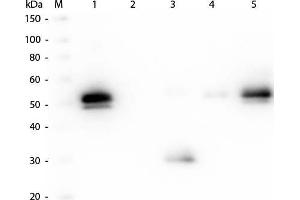 Western Blotting (WB) image for Goat anti-Rabbit IgG (Fc Region) antibody (DyLight 549) (ABIN6699127)