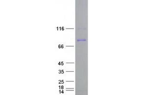 Cullin 5 Protein (CUL5) (Myc-DYKDDDDK Tag)