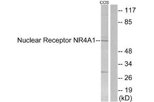 Western Blotting (WB) image for anti-Nuclear Receptor Subfamily 4, Group A, Member 1 (NR4A1) (Ser351) antibody (ABIN1848076) (NR4A1 antibody  (Ser351))