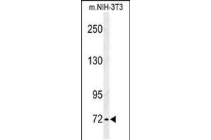 Western blot analysis of IL1RAPL2 Antibody in mouse NIH-3T3 cell line lysates (35ug/lane) (IL1RAPL2 antibody  (AA 372-401))