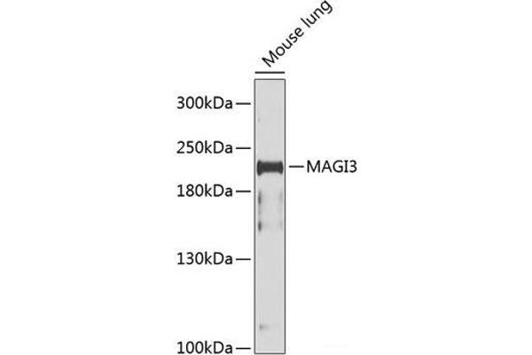 MAGI3 antibody