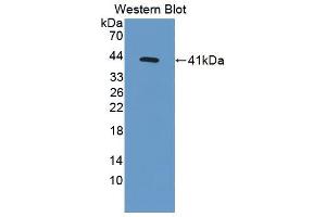 Figure. (MSMB antibody  (AA 21-113))