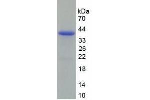 SDS-PAGE (SDS) image for Decorin (DCN) ELISA Kit (ABIN6574301)