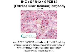 Image no. 1 for anti-G Protein-Coupled Receptor 12 (GPR12) (1st Extracellular Domain) antibody (ABIN1734916) (G Protein-Coupled Receptor 12 antibody  (1st Extracellular Domain))